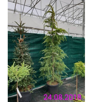 Cedrus deodara 'Aurea' C 70 L